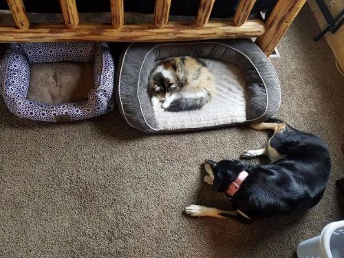 Непростые отношения между собаками и кошками