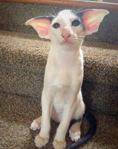 Забавные кошки с необычными ушами