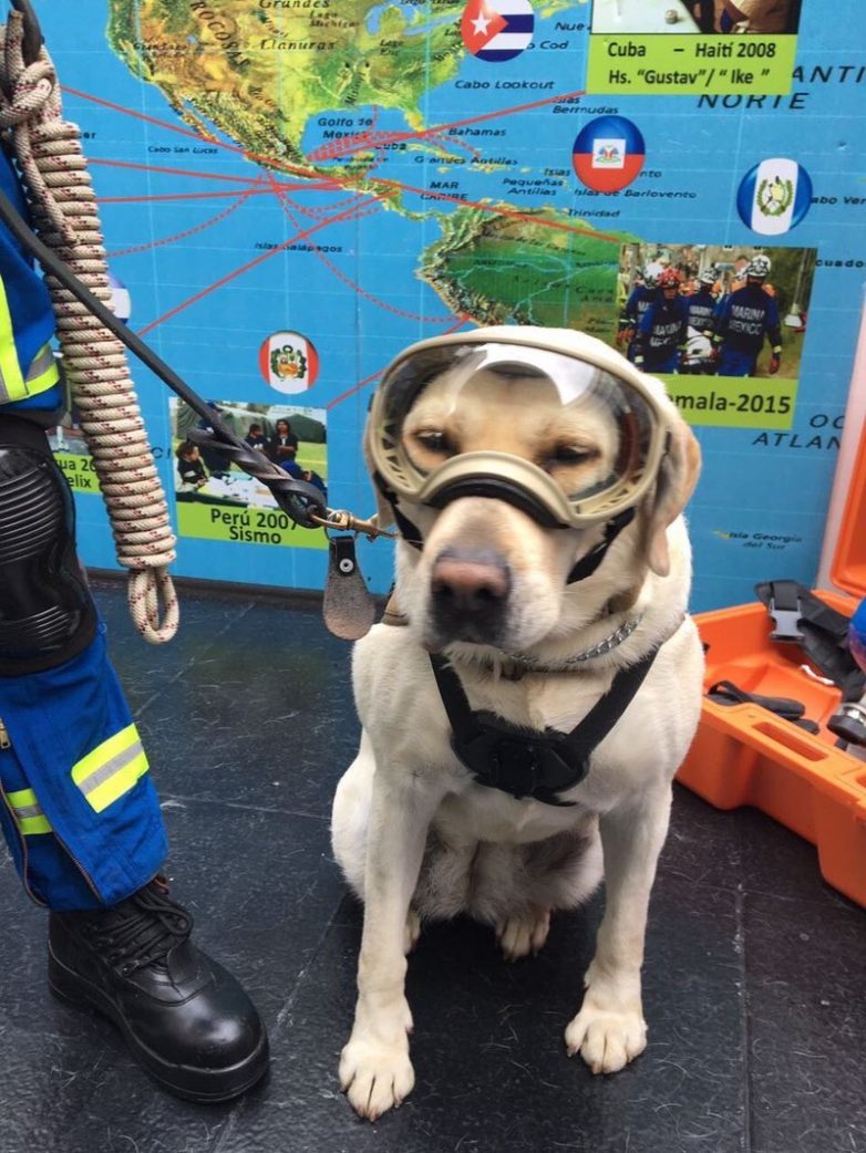 Служебная собака, которая за короткое начало карьеры спасла уже 52 человека