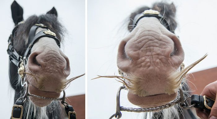 Лошади, у которых растут усы