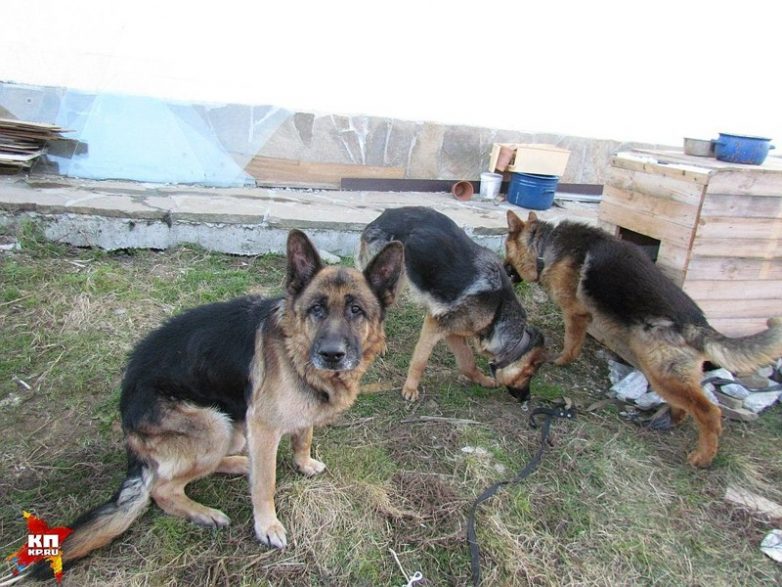 Хозяева нашли свою собаку спустя 7 лет