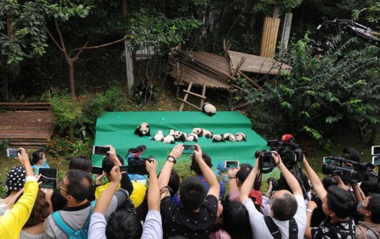 В Китае прошёл показ 10 детенышей большой панды