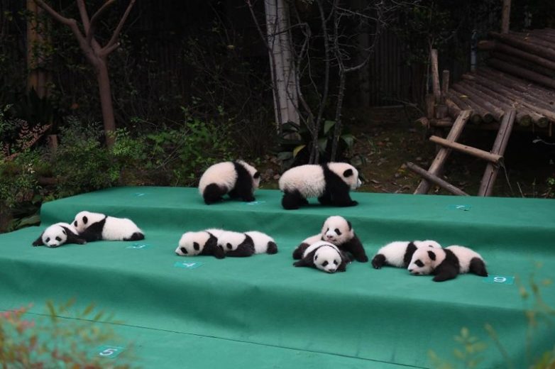 В Китае прошёл показ 10 детенышей большой панды