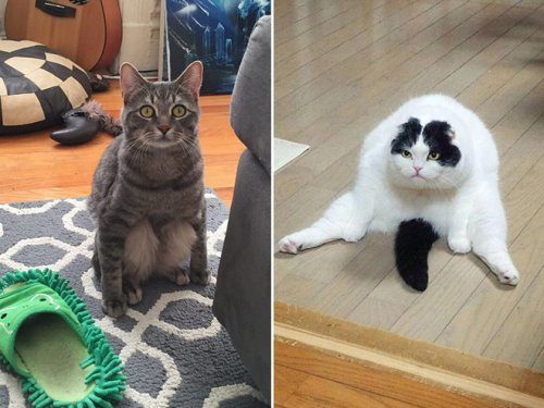 Кошки, которые разучились сидеть по-кошачьи