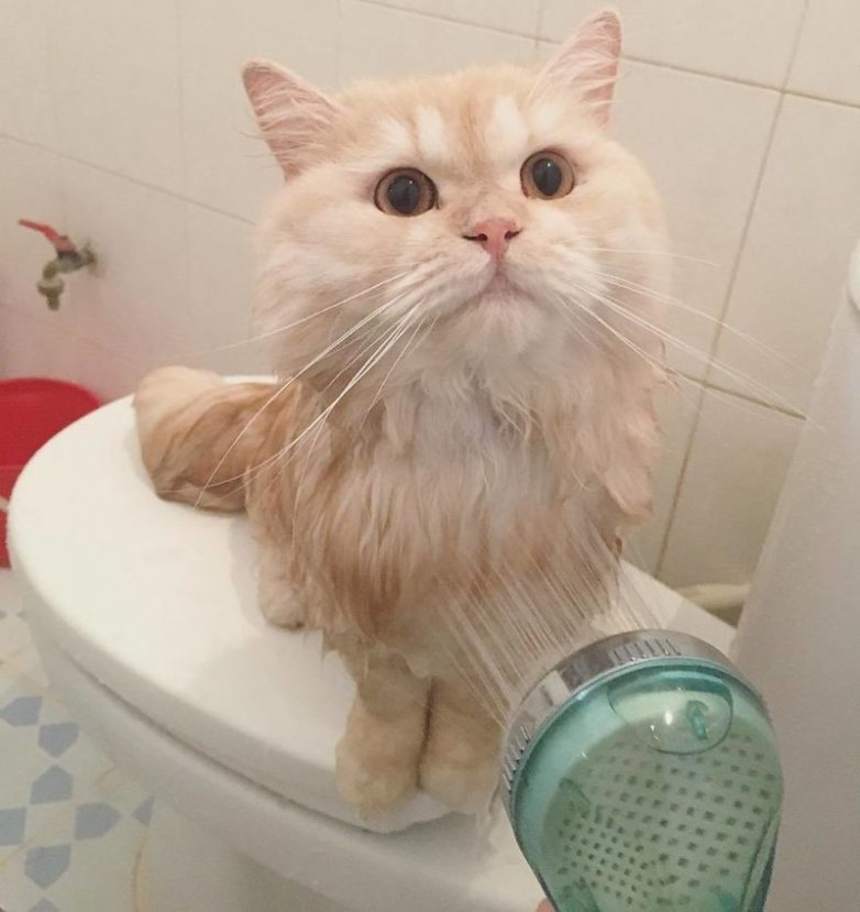 Кот, который обожает принимать душ