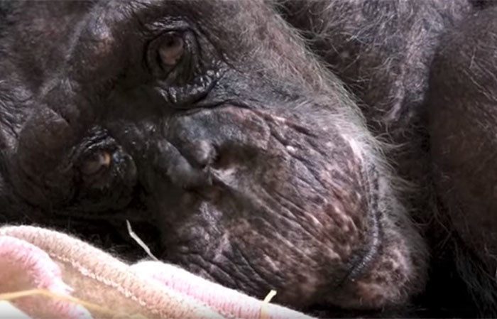 Умирающая шимпанзе отказывалась от еды, пока не появился старый друг