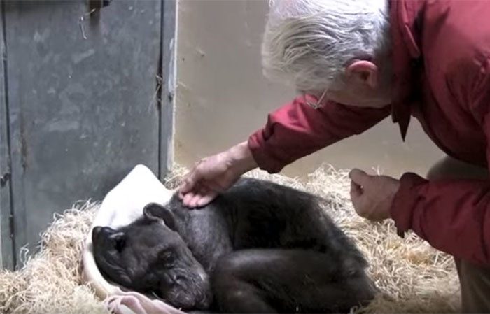 Умирающая шимпанзе отказывалась от еды, пока не появился старый друг