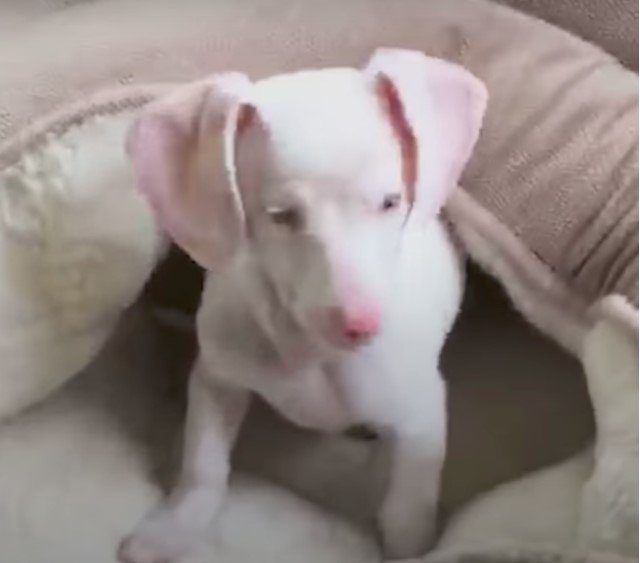 Он родился глухим и слепым… но даже у таких щенков бывает счастье