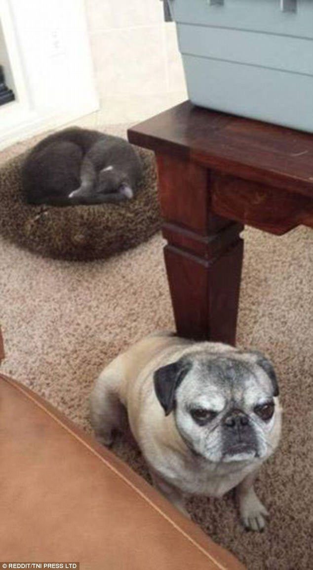 Жизнь кошек и собак под одной крышей