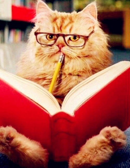 Кошки тянутся к знаниям