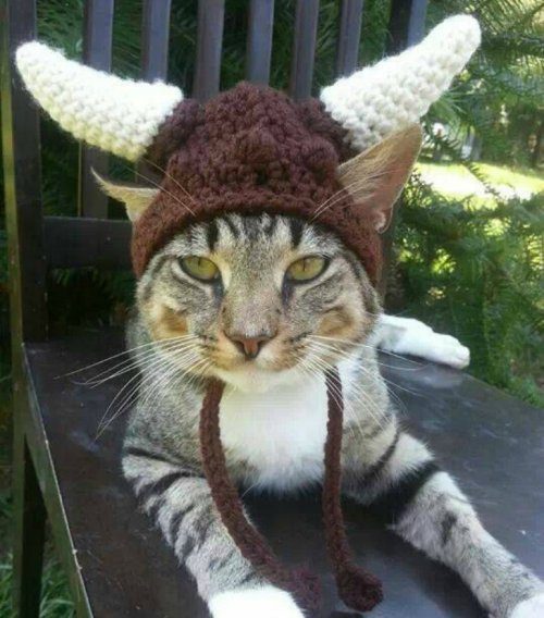 Вязаные шапочки для кошек