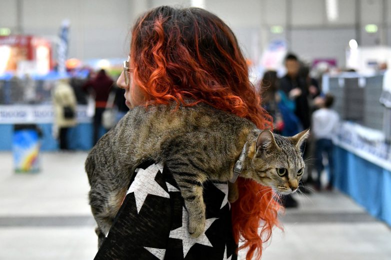 Международная выставка кошек SuperCatShow 2017