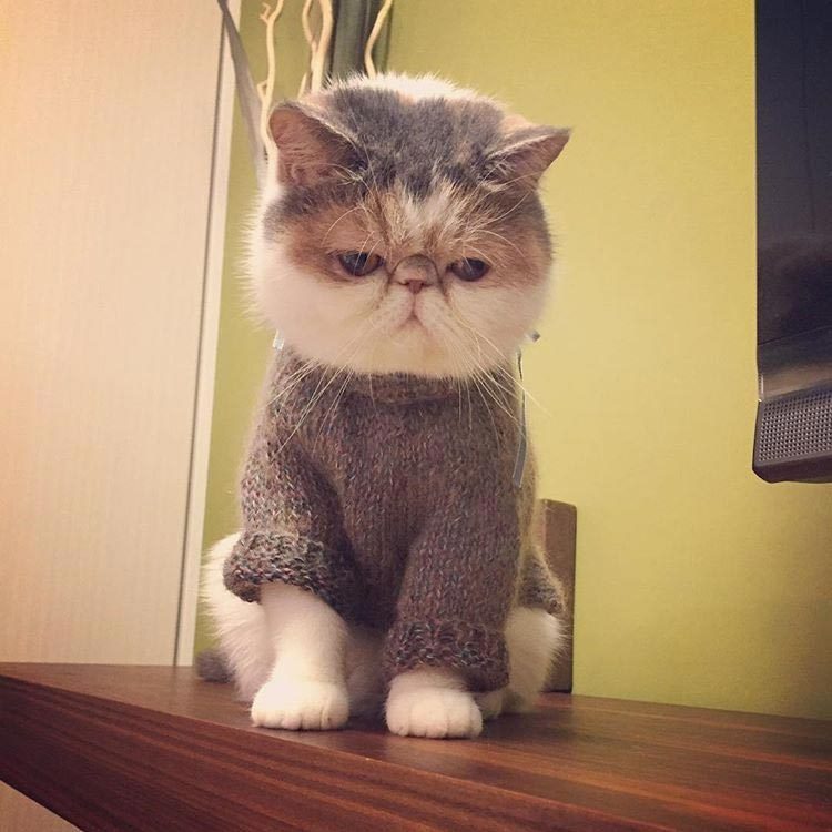 Очаровательная японская кошка с безупречным чувством стиля