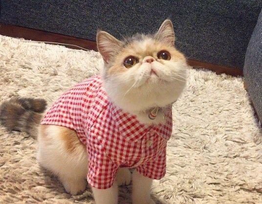 Очаровательная японская кошка с безупречным чувством стиля