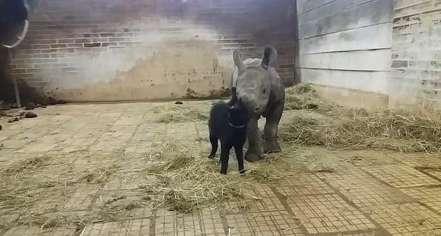 Умилительная дружба кота с детенышем носорога