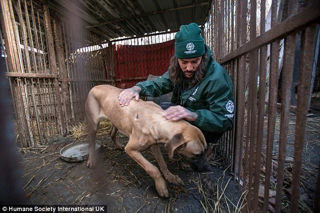 Они спасли 170 собак от убоя