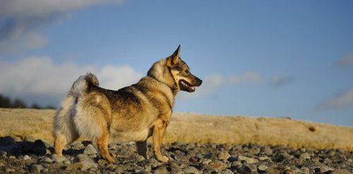 Самые редкие в мире породы собак