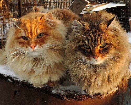 Вся красота сибирских котов от Аллы Лебедевой