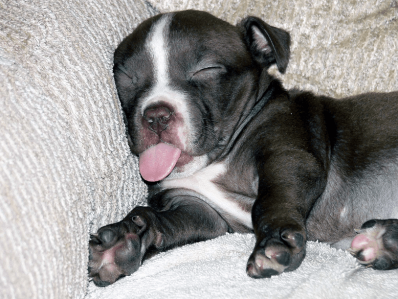 20 собак, которые спят как хотят