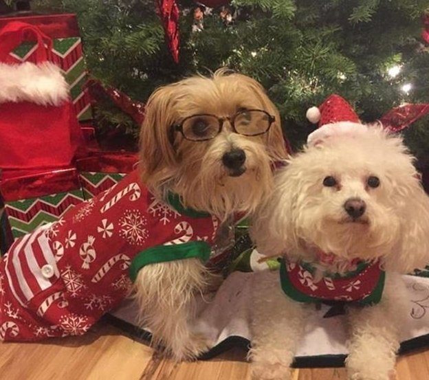 Очаровательные питомцы в рождественских нарядах