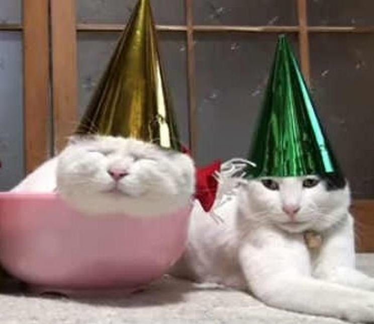 Новогодние котики