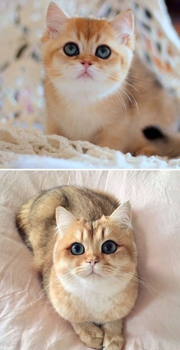 Милые котята, которые превратились в роскошных котов