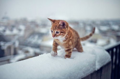 Животные и первый снег