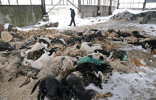 Выделены огромные средства на убийство бездомных животных в преддверии ЧМ-2018