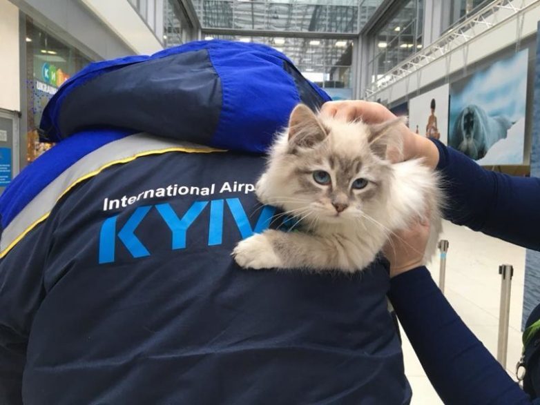 Девушка бросила котёнка в аэропорту