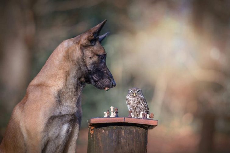 Удивительная дружба собаки Инго и совы