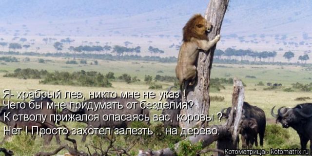 Лучшие котоматрицы за прошедшую неделю