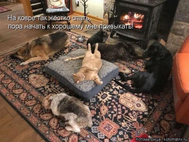 Лучшие котоматрицы за прошедшую неделю