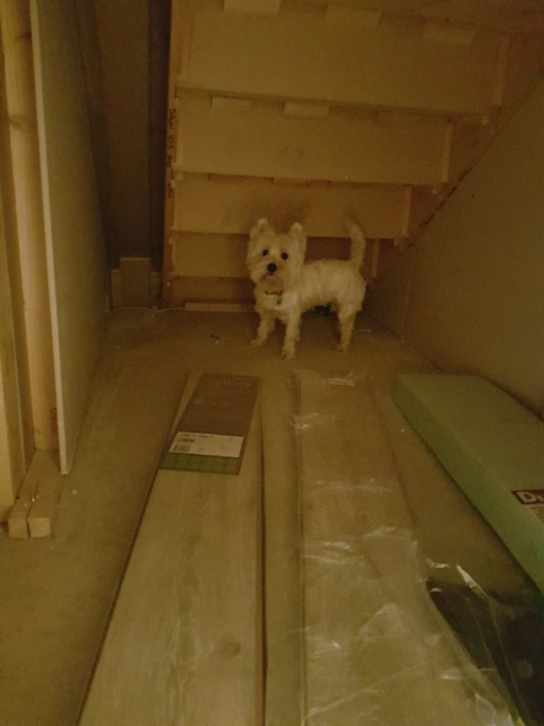 Комната под лестницей для собачки Молли