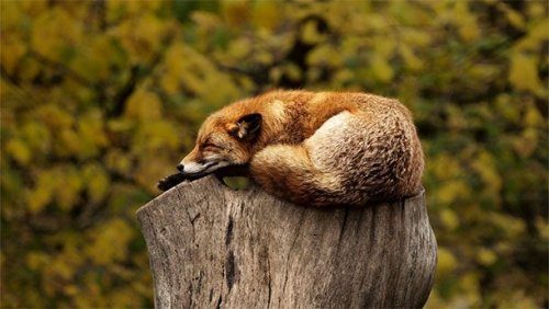 Интересные способы сна у животных