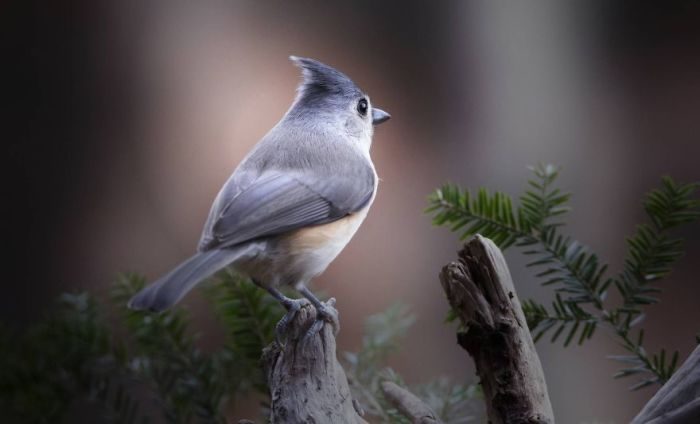 Удивительные фотографии лесных зверей и птиц