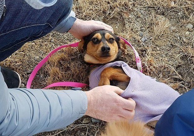 Спасение собаки, которую выращивали на убой в Пхенчхане
