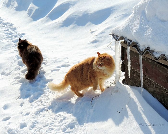Шикарные сибирские кошки