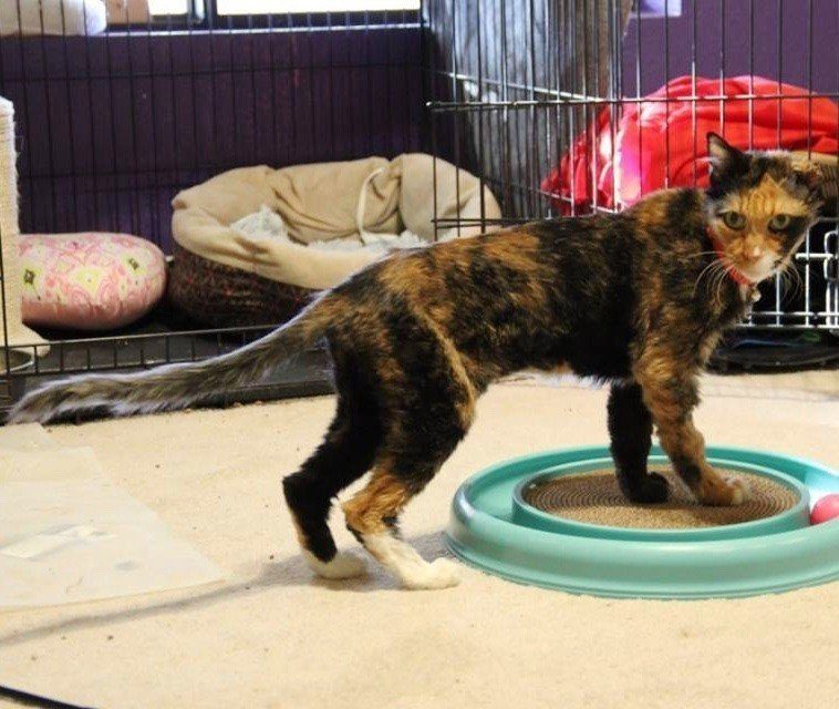 Кошечка весила как 4-месячный котёнок, когда ее спасли