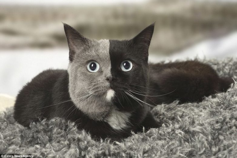 Очаровательная кошка с уникальным окрасом