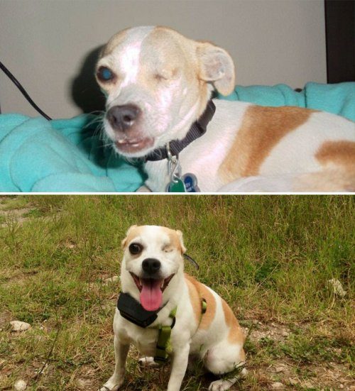 Собаки до и после того, как обрели любящих хозяев