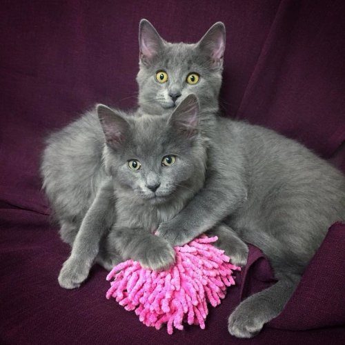 Счастливая история двух котят