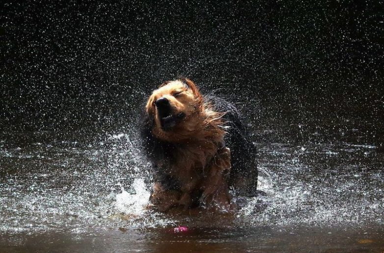 Собаки, которые очень любят воду