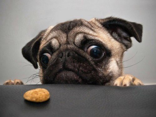 Глаза собак, смотрящие на вкусняшки