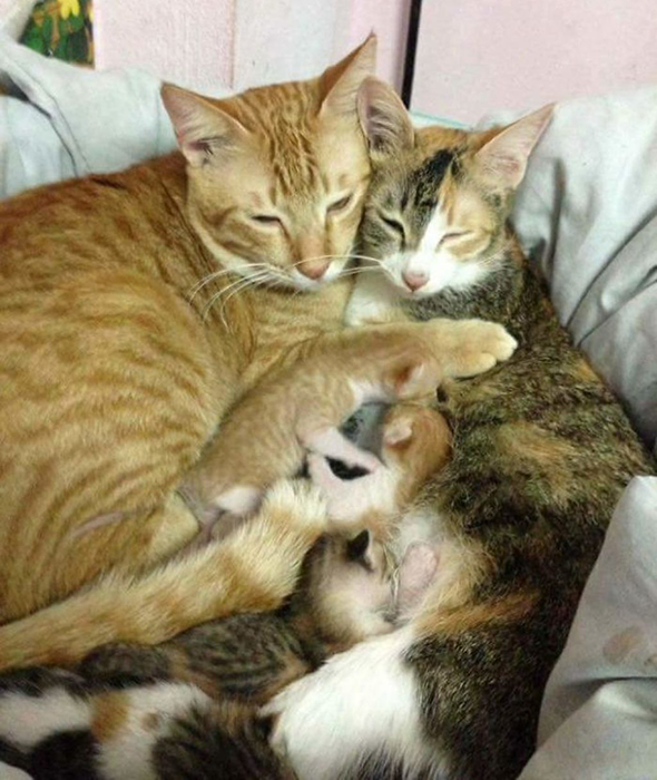 Кот, который поддержал кошку во время родов