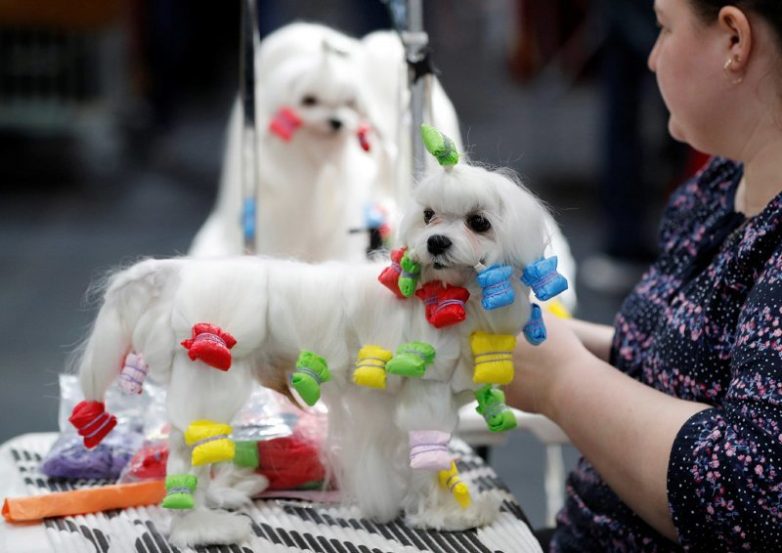 Крупнейшая в Европе выставка собак