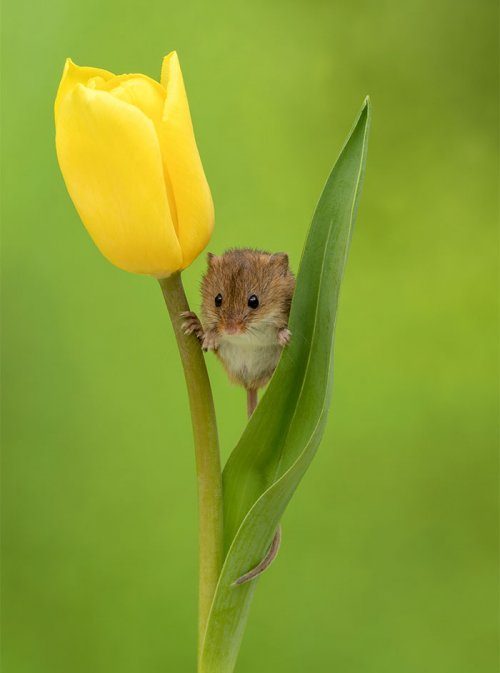 Мышки-малютки в тюльпанах