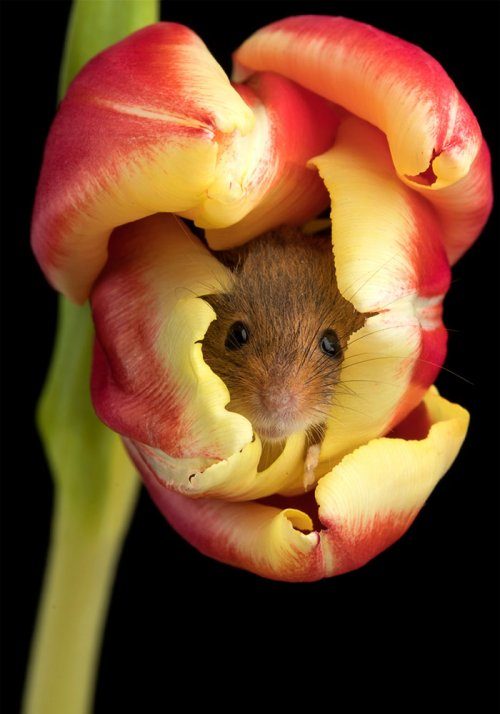 Мышки-малютки в тюльпанах
