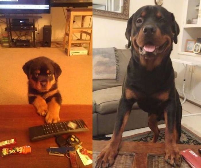 Фотографии собак, воссозданные спустя время