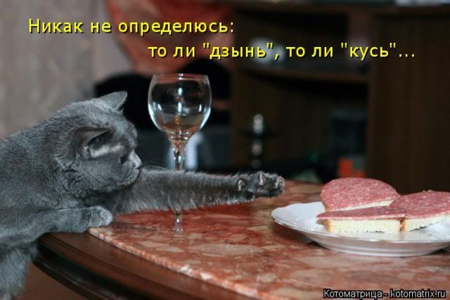 Лучшие котоматрицы за прошедшую неделю