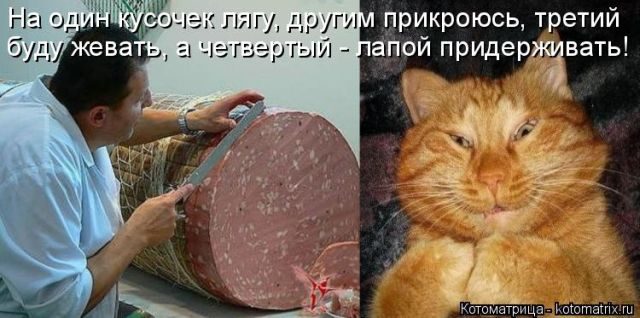 Лучшие котоматрицы за прошедшую неделю